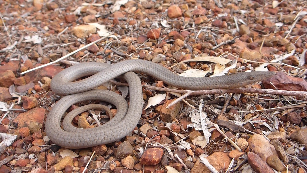 Burton's Legless Lizard (Lialis burtonis) - Natural Curiosity -