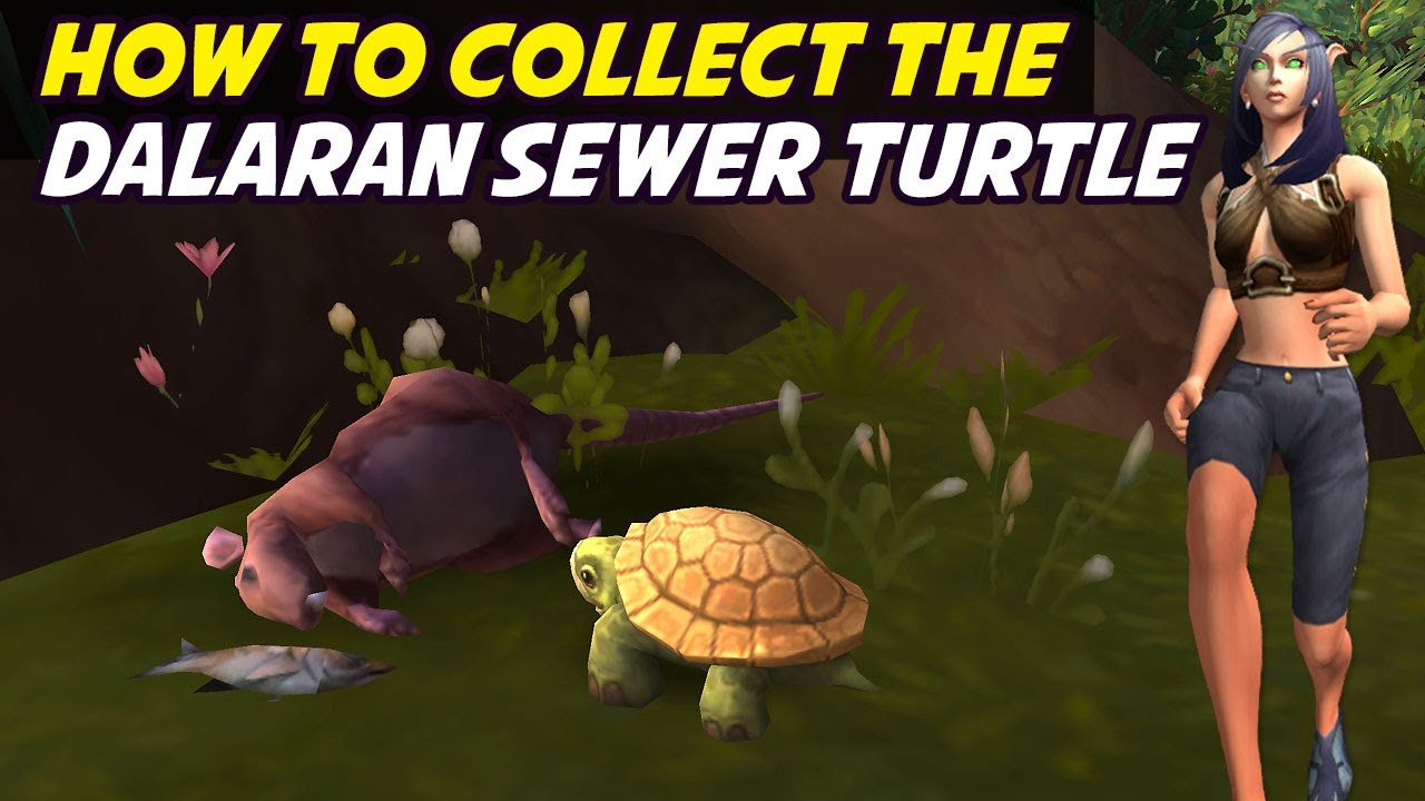 How to Collect the Dalaran Sewer Turtle (Turtle Thanks)