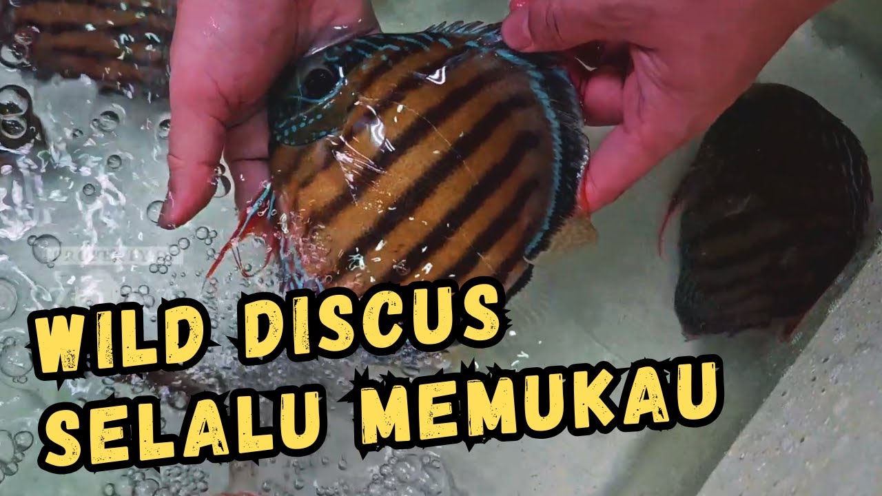 CARA MEMPERSIAPKAN ADAPTASI WILD DISCUS (PART. 1)