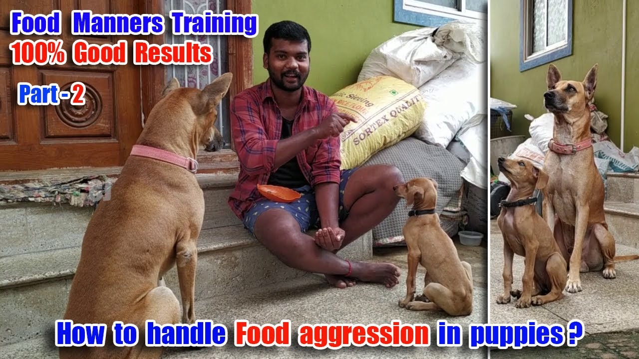 How to train Wait Command & handle Food aggression in Puppies - Part 2 - 100% Live results