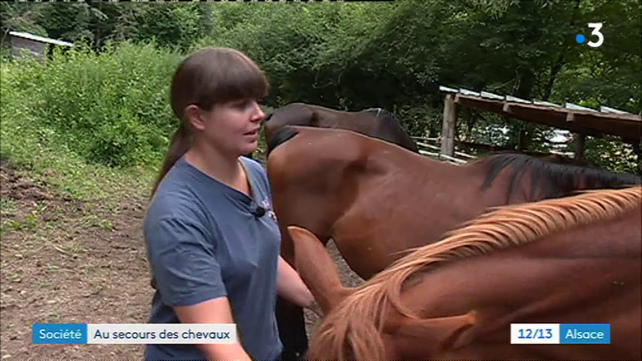Ungersheim : Altazia Alsace donne une nouvelle vie aux chevaux maltraités
