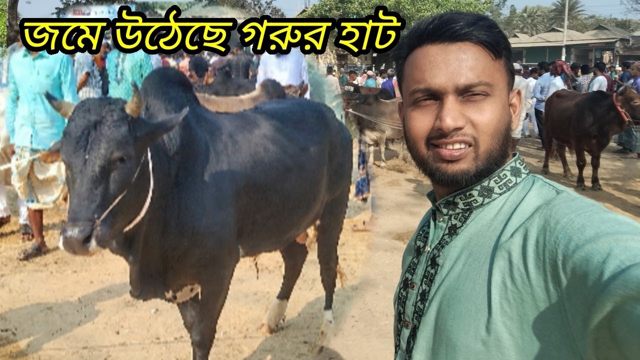 @আজ ২৭/০২/২০২৬ কুরবানির ষাঁড় গরুর আমদানী ভরপুর বেচাকেনা ভালো! লোহাই বাজার হাট,, গাজীপুর 