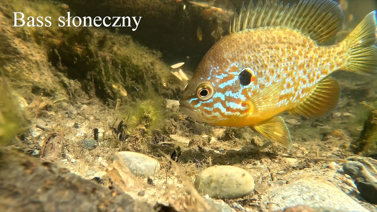 Bass słoneczny (Lepomis gibbosus) część 2. Pumpkinseed part 2