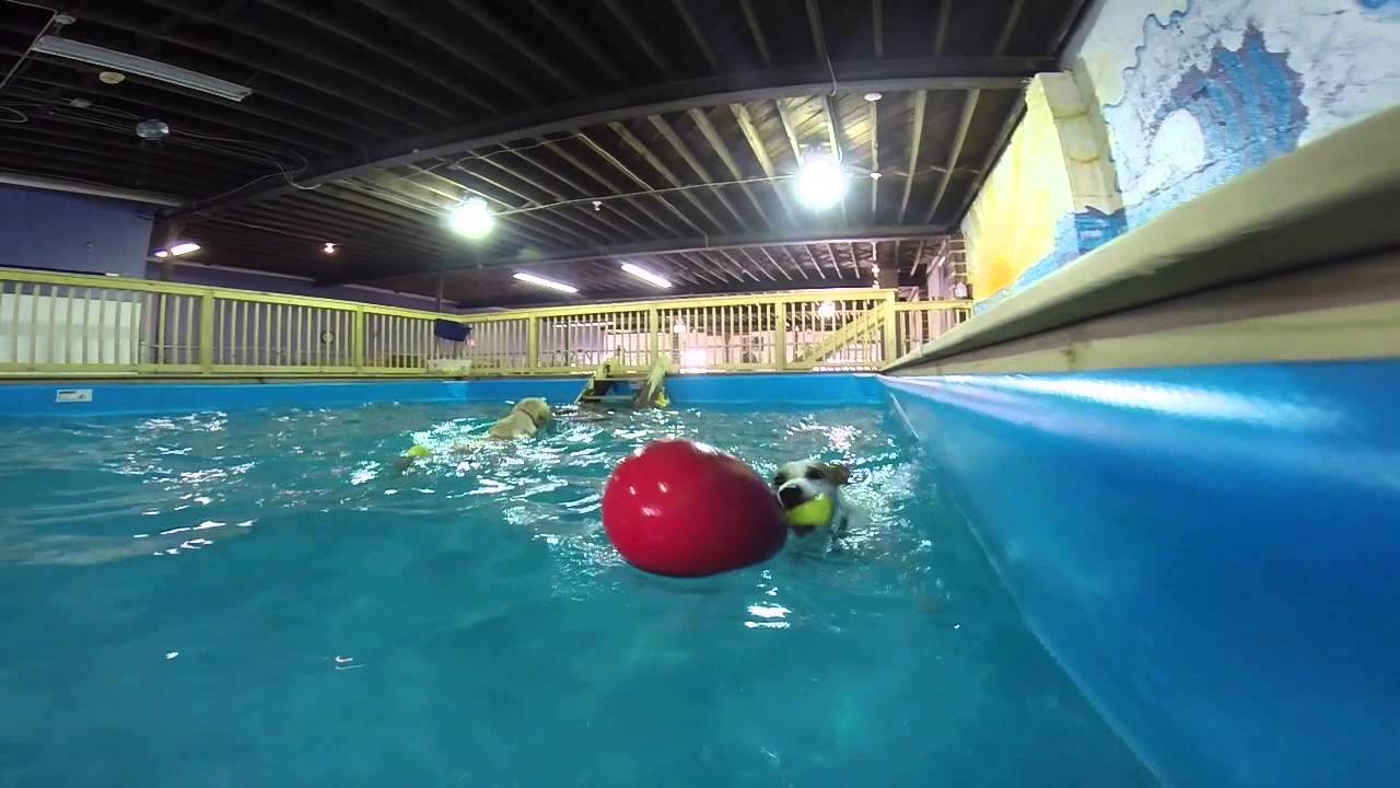 Happy Tails Resort Pool Party