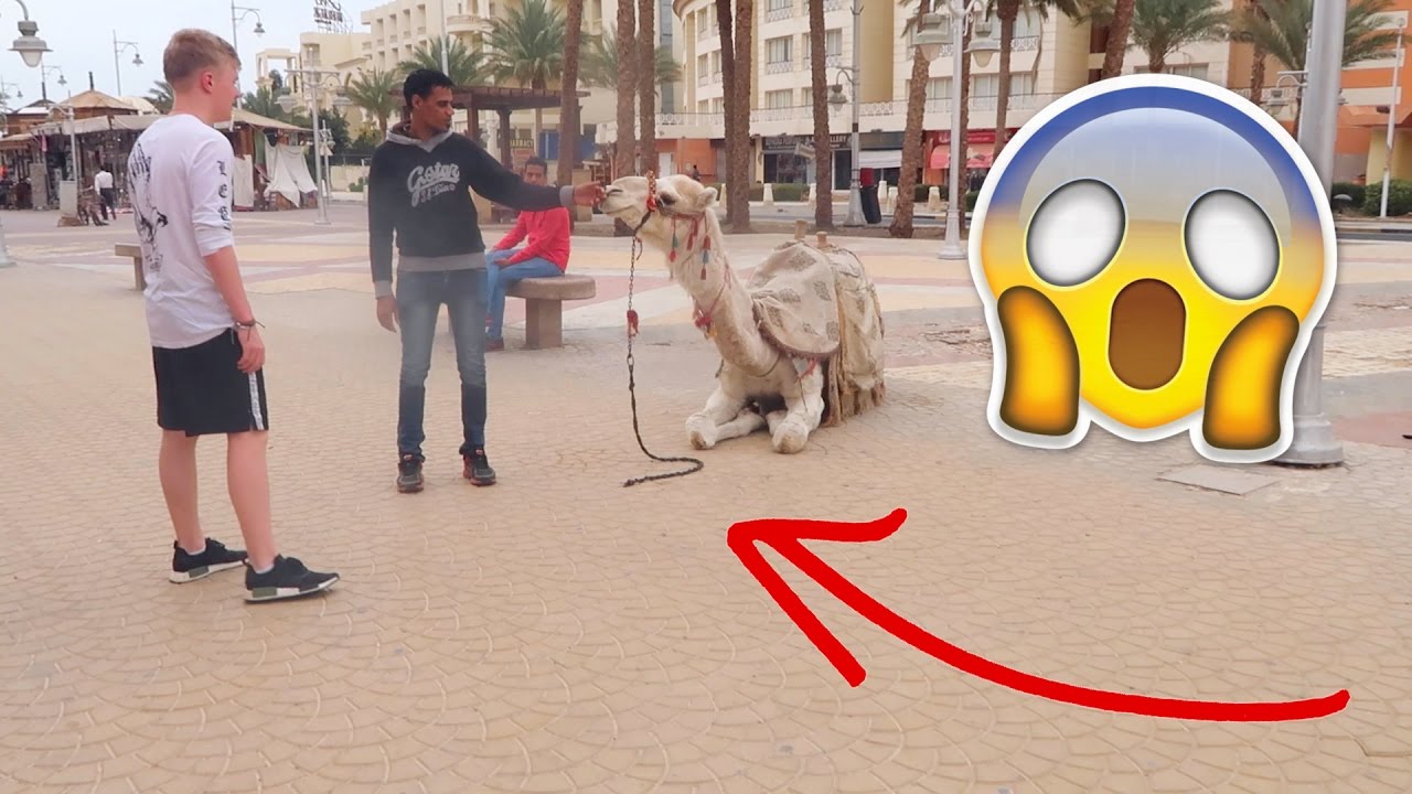WALKING THE STREETS OF EGYPT!!