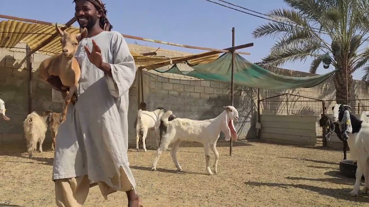 تجربة الفحل جنيهات والسيد لقمة