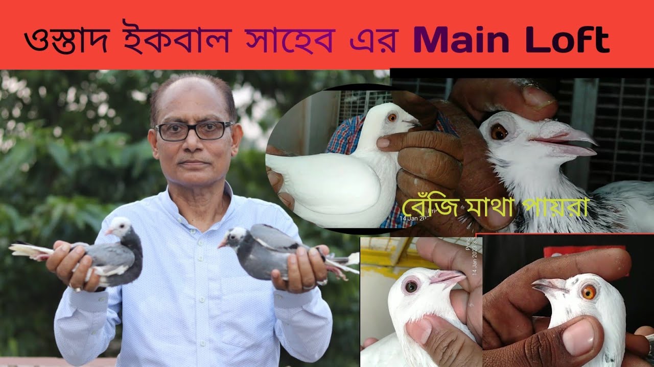 ওস্তাদ Iqbal masud সাহেব এর  Main Pigeon Loft এর পয়রা দেখুন।। বেঁজি মাথা পায়রা।