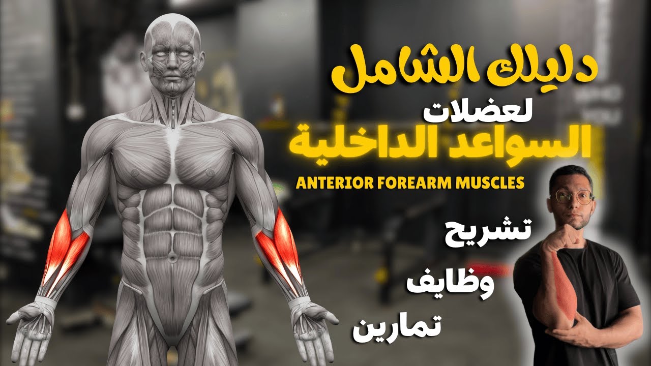دليلك الشامل لعضلات السواعد الداخلية | Anterior Forearm Muscles 👌💥