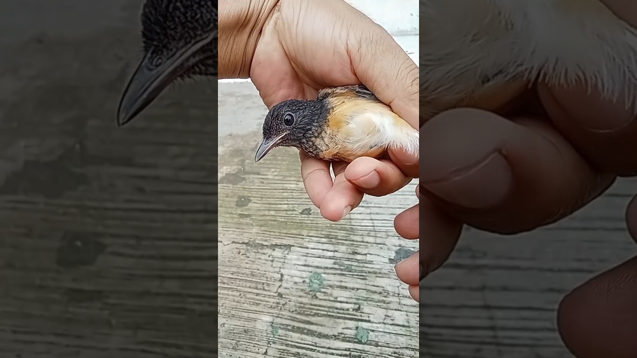 TROTOLAN MURAI HASIL NGOMBYOK DI KIOS BURUNG❗ JANTAN ATAU BETINA? 