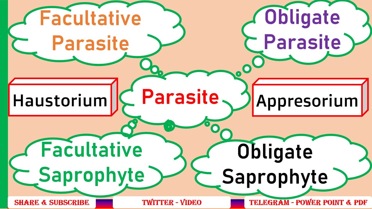 Obligate parasite, Facultative parasite, Obligate saprophyte, Facultative saprophyte,Haustoria #PPP6