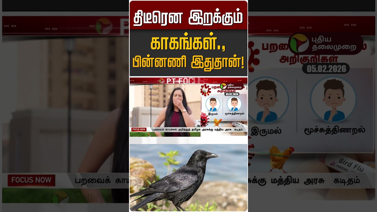 திடீரென இறக்கும் காகங்கள்., பின்னணி இதுதான்! | Crow | H5N1