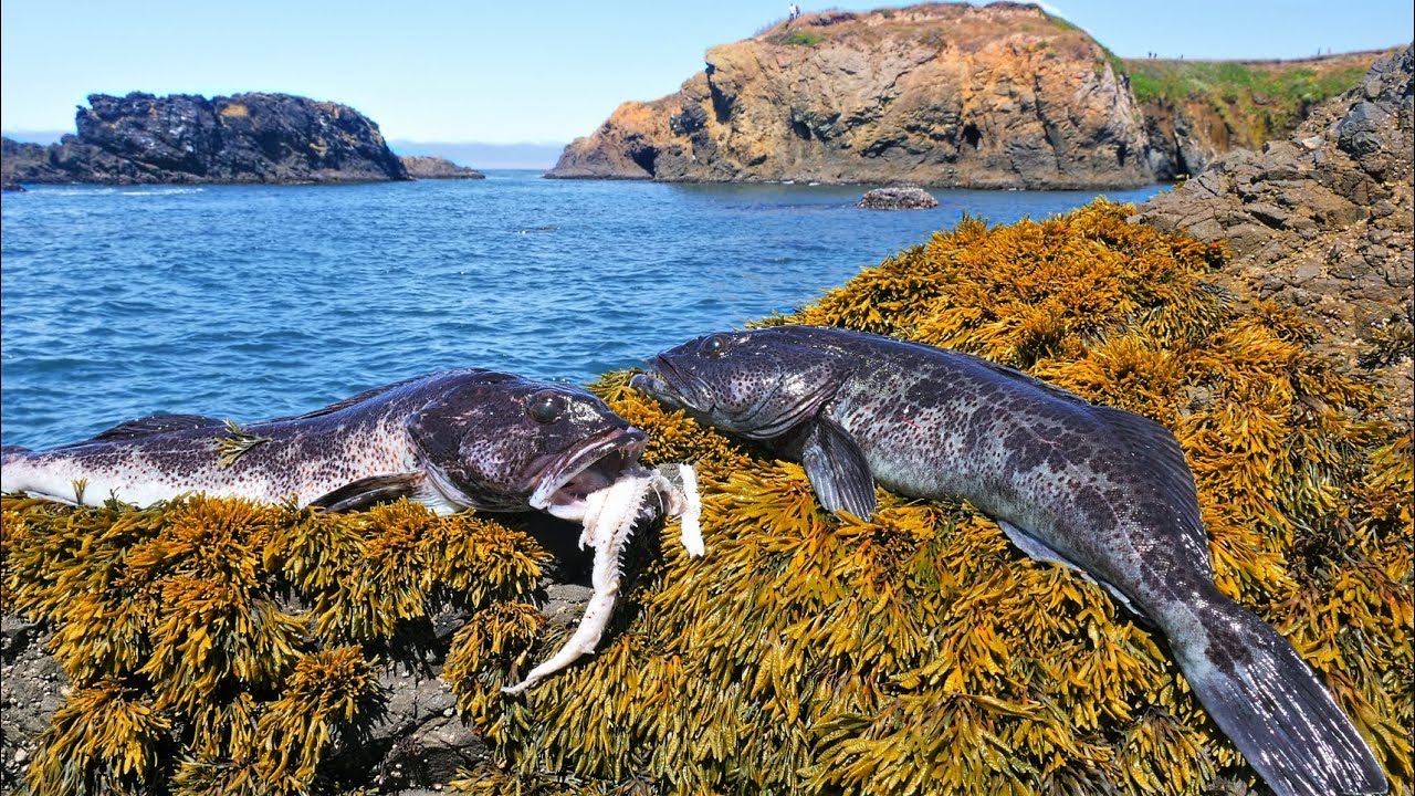 Two Legal Lingcod From Shore in One Hour!!!