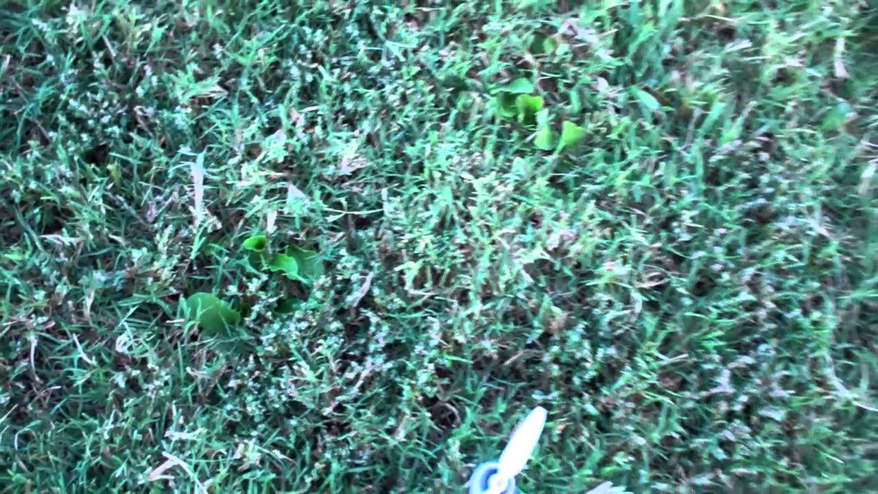 Blade 200qx Agility mode flip practice