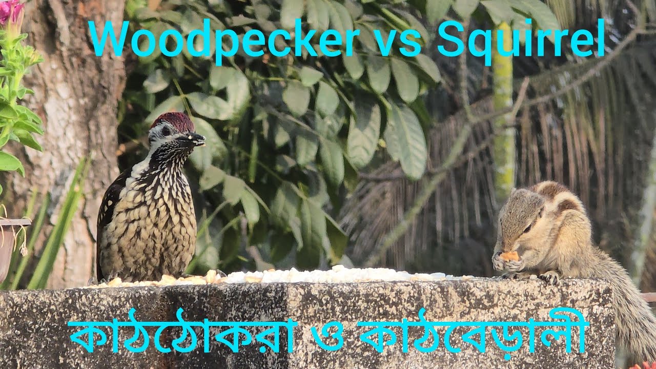 Wildanimal l squirrel l hungry squirrel l birds l birds daily suffering for food l woodpecker