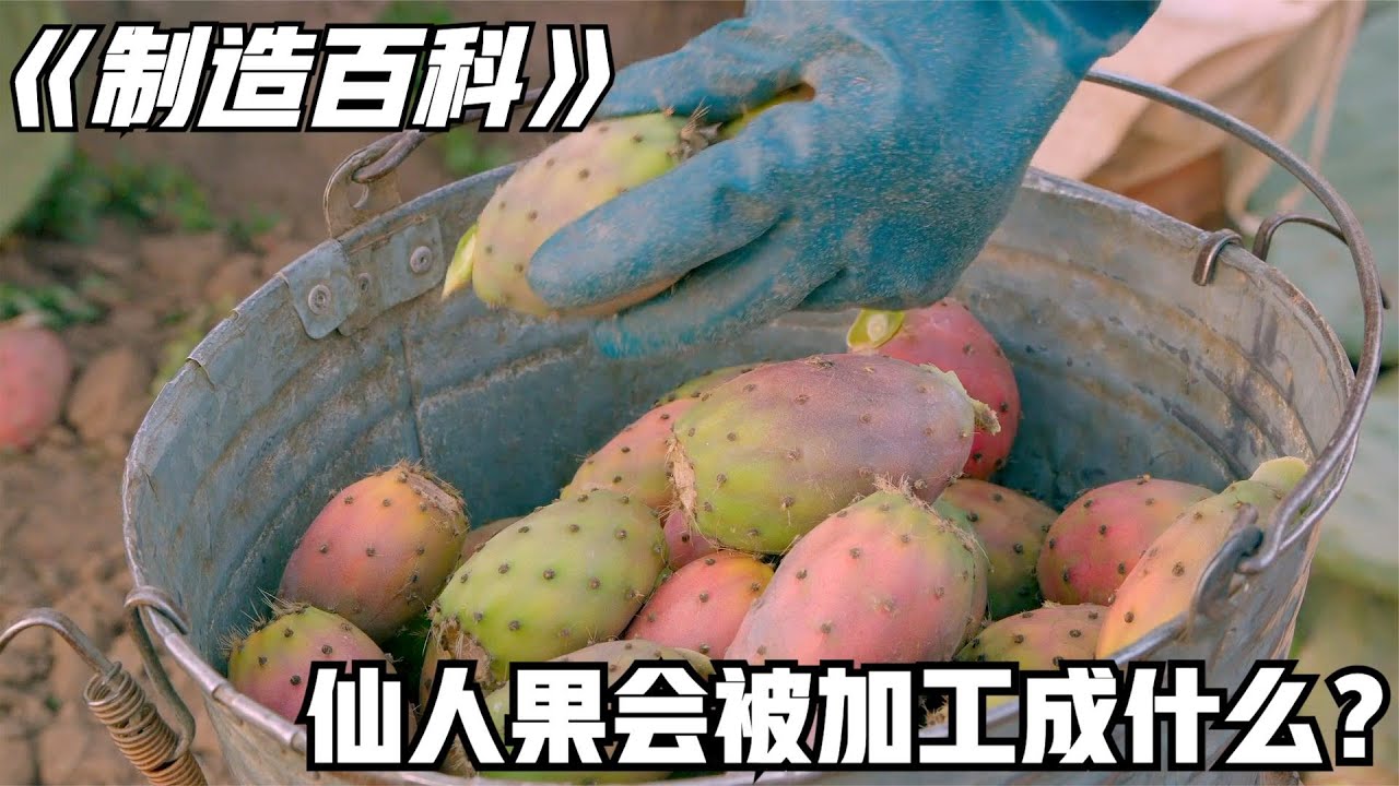 探訪仙人掌種植基地，果實美味可口，還能用來生產果汁
