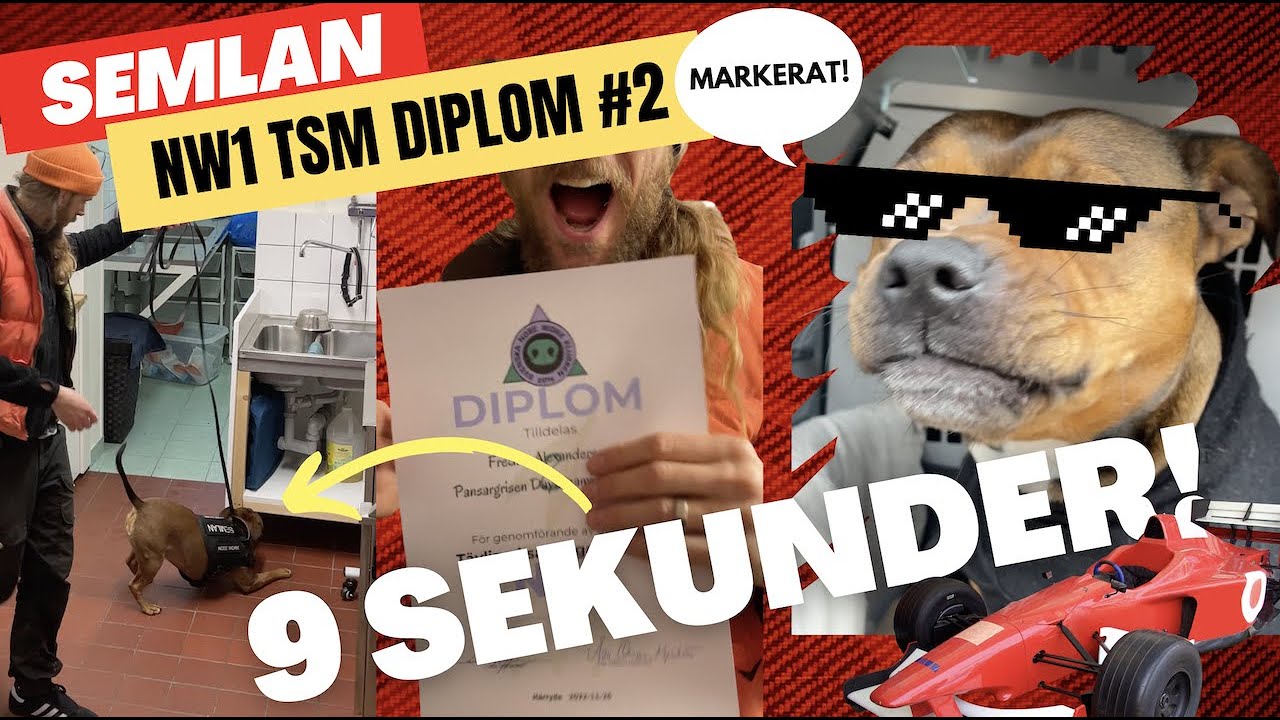 Nosework Tävling: Plockar gömman på 9 Sekunder!