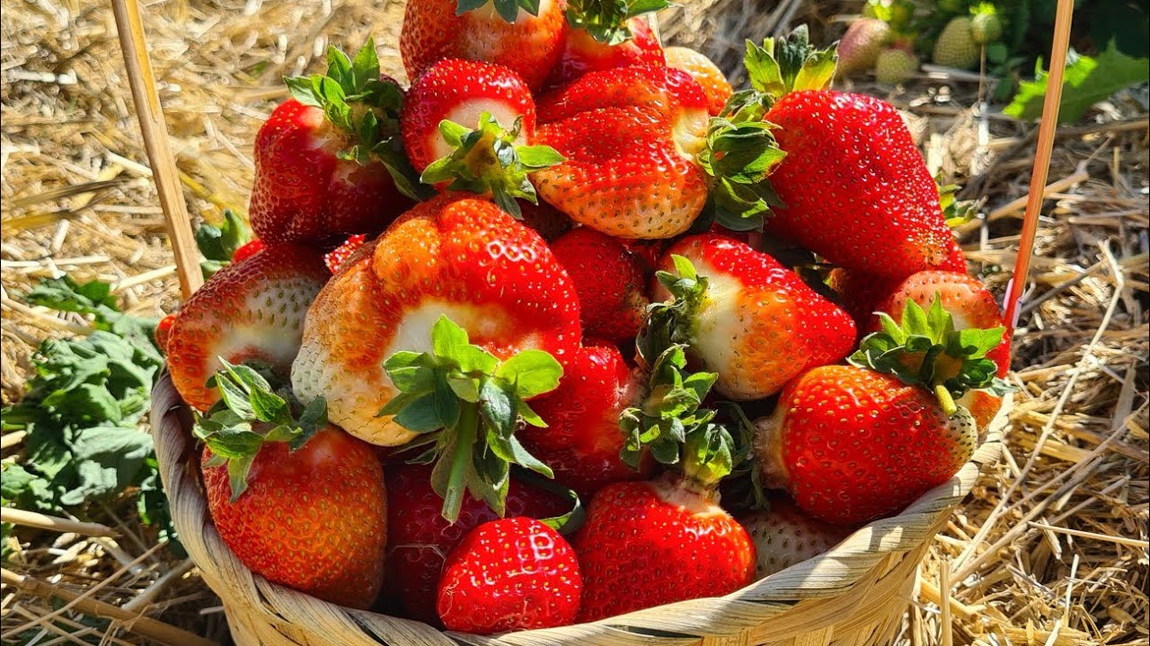 วันนี้เก็บสตอเบอร์รี่ลูกใหญ่ยักษของ ประเทศออสเตรีย อะไรจะลูกใหญ่ขนาดนี้🍓🍓🍓🏔🇦🇹 29/5/2024