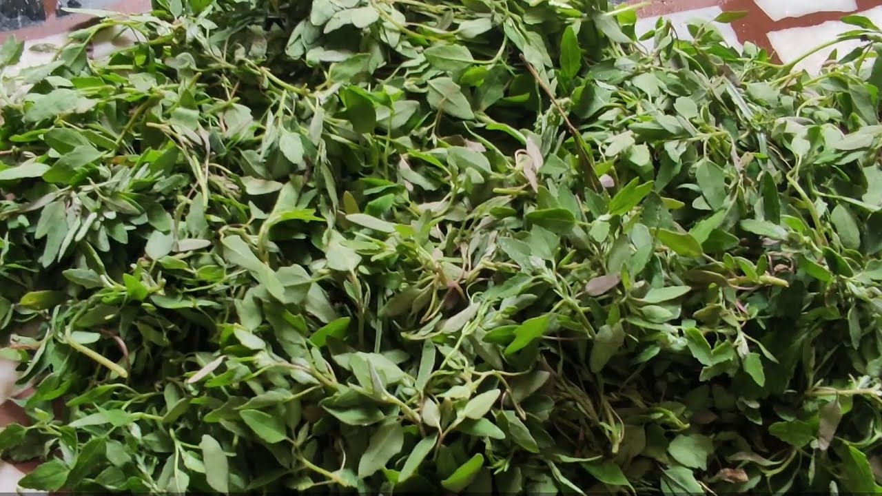 Bathui Ka saag Kaise Banaye(केवल लेसुं मिर्ची से बनाये बथुई की साग(Bathui Ki Saag)#youtube #trending