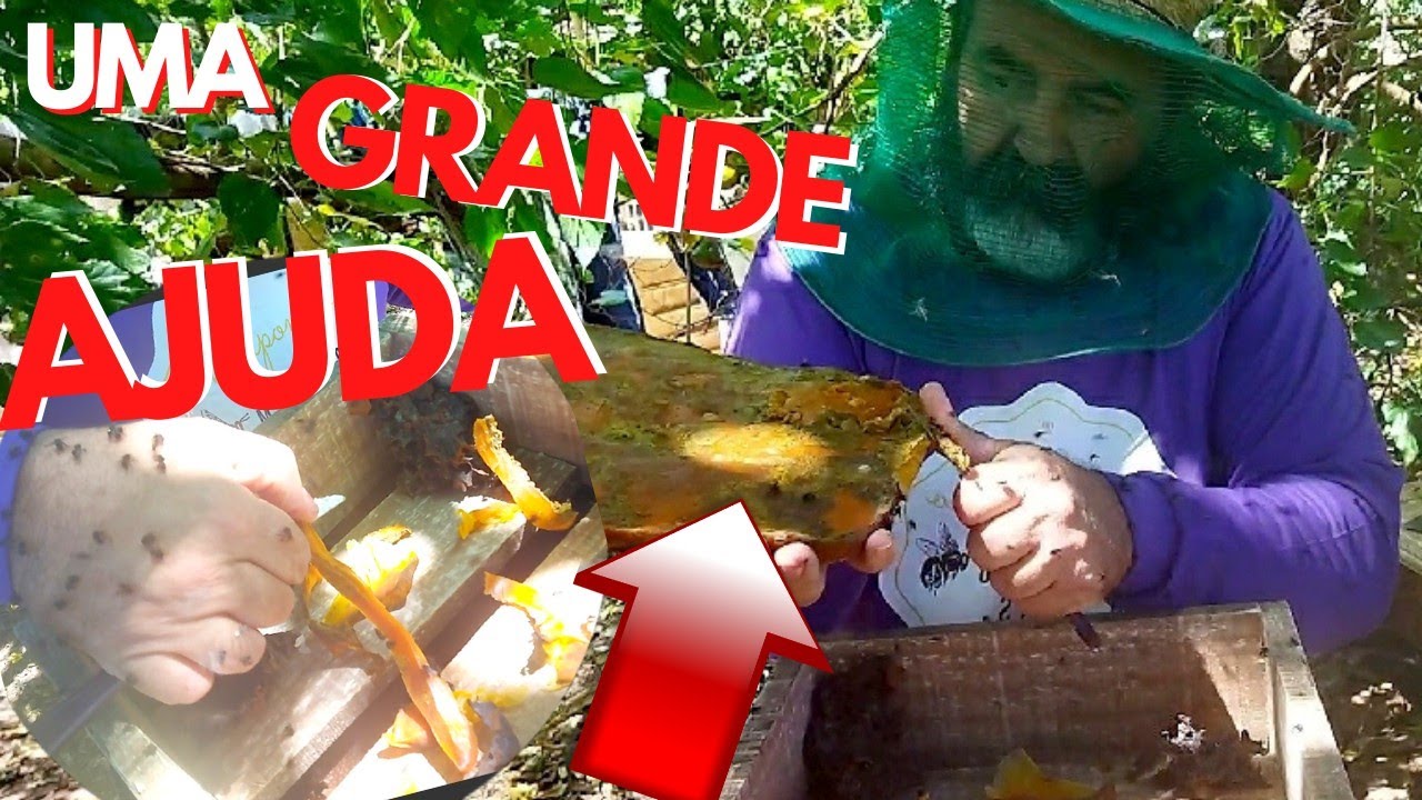 como AUMENTAR A PRODU&Ccedil;&Atilde;O DE MEL - Colocamos melgueira em nossas abelhas canudo (scaptotrigona)