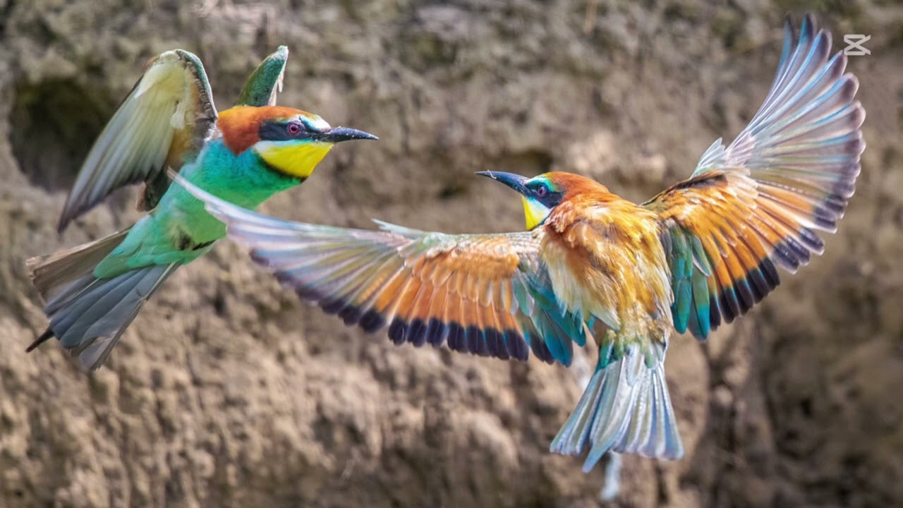 اجمل صوت ورور بلا منازع    bee eater sound