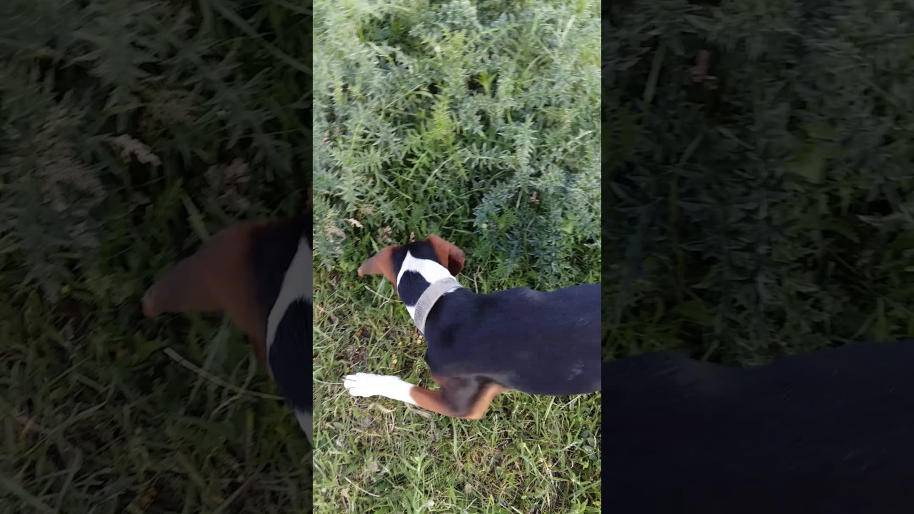 Kuja 6 meseci trening na zeca Šilovo