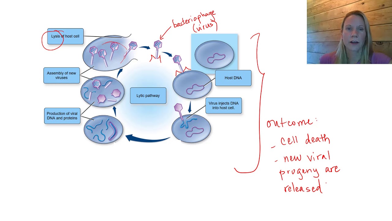 Replication of dsDNA viruses