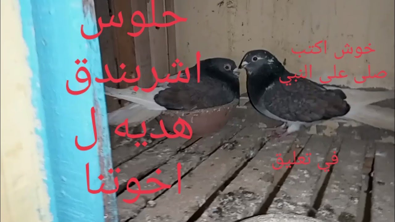 متع عينك ياغوي👌احلي بلق 