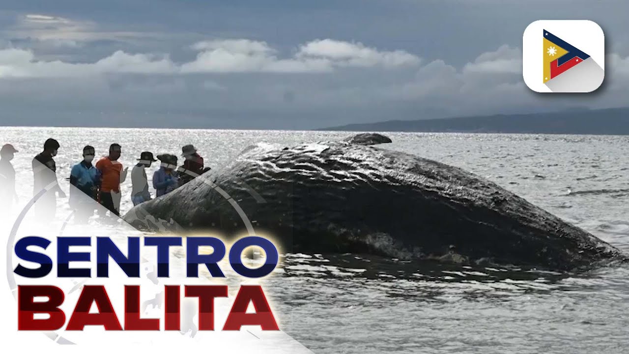 Sperm Whale, natagpuang patay sa baybayin ng Glan, Sarangani Province; DENR, nagpaalala sa...