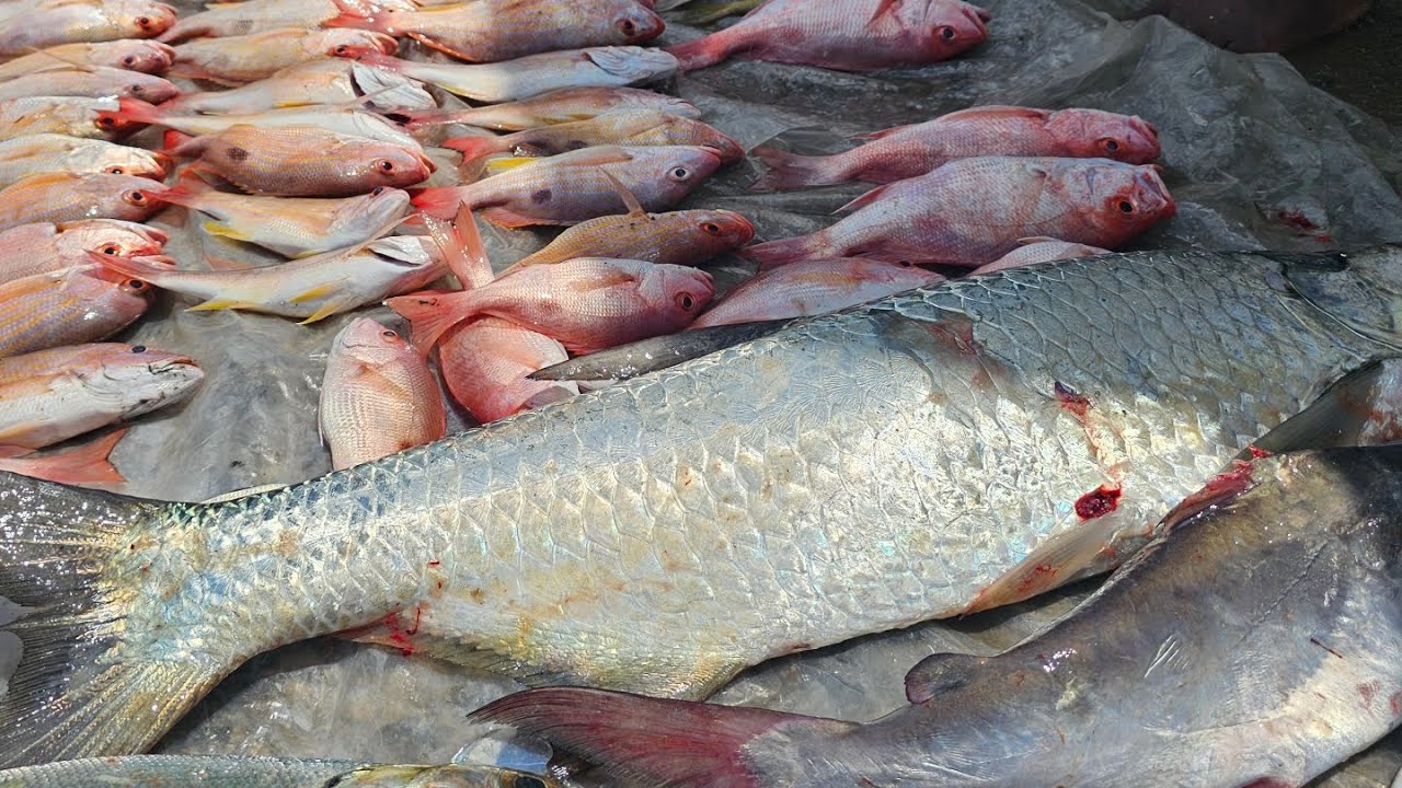 Overnight fishing Trinidad 🇹🇹 - (North Coast / Grand Bocas)
