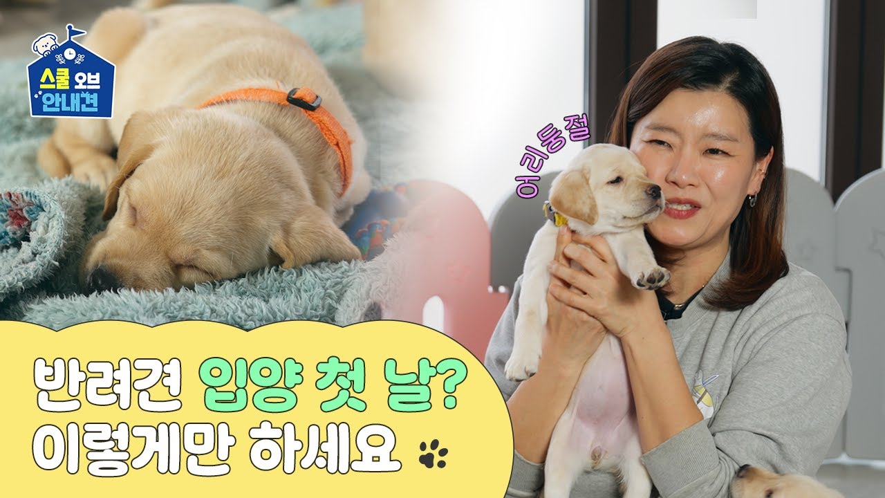 강아지 입양 첫날, 뭐부터 해야 할까?