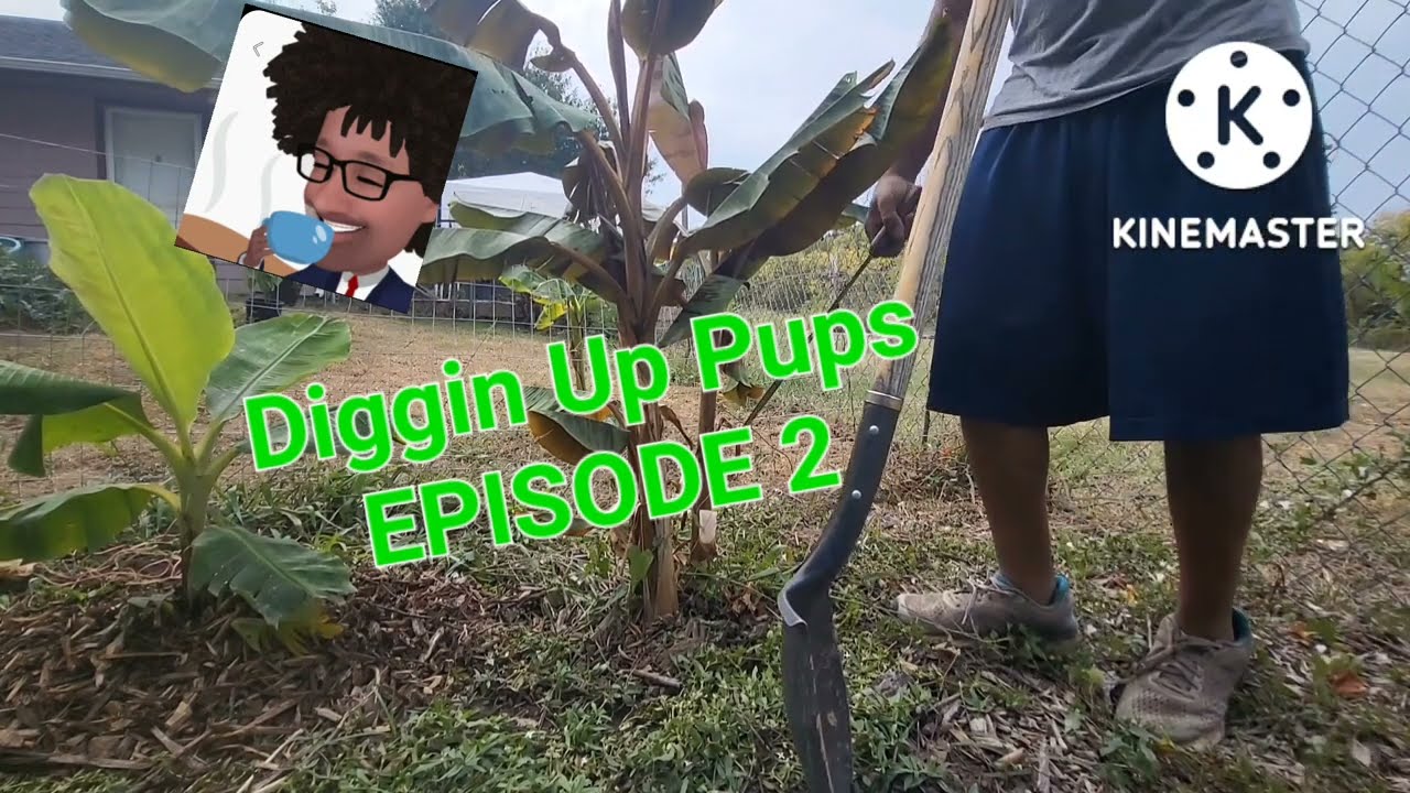 Digin' Up Bananas Episode 2.  Rojo Zebrina edition