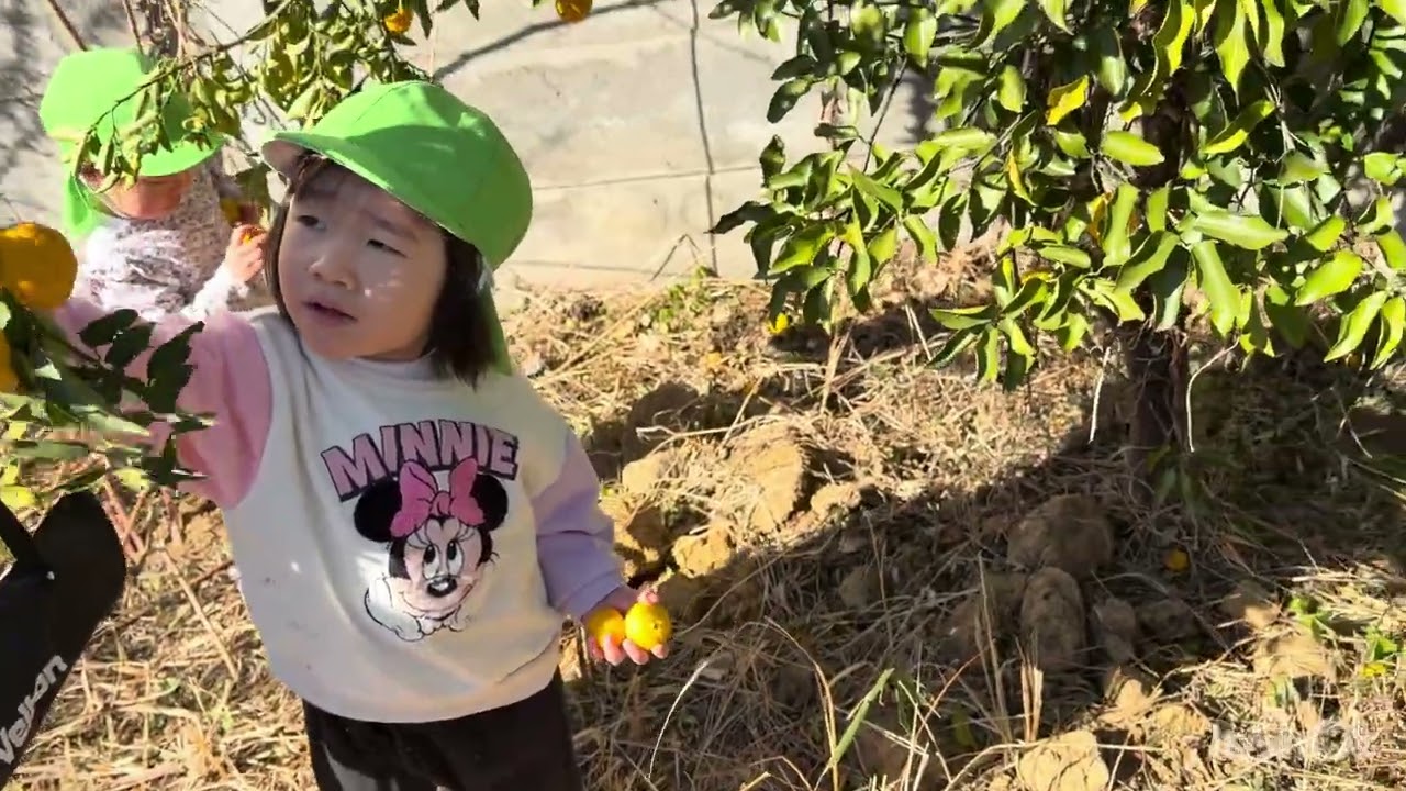 2026/1/13柚子狩り④