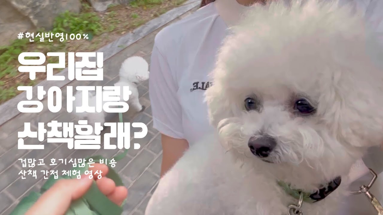 우리집 강아지랑 산책할래? : 강아지 산책 간접체험하기! 그리고 산책 필수템 추천까지?