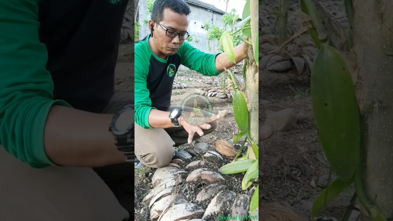 Tutorial Pemupukan Vanili