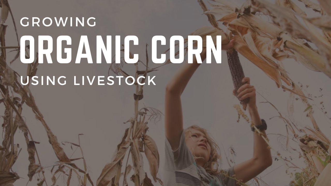 Growing Organic Corn Using Livestock