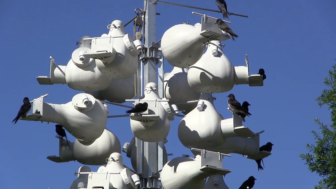 Purple Martin Colony Troyer Gourd Rack System in Texas - 2019