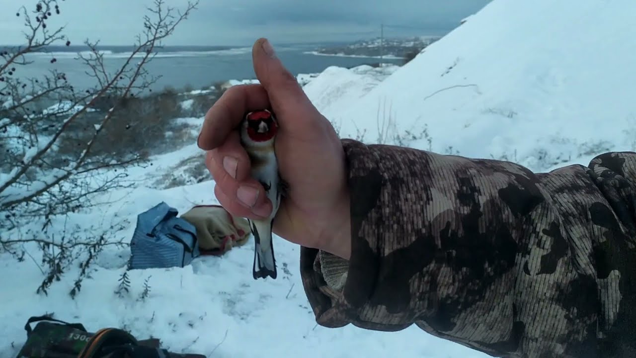 Ловля птиц шикарный день  и испытание белой сети 21 12 21