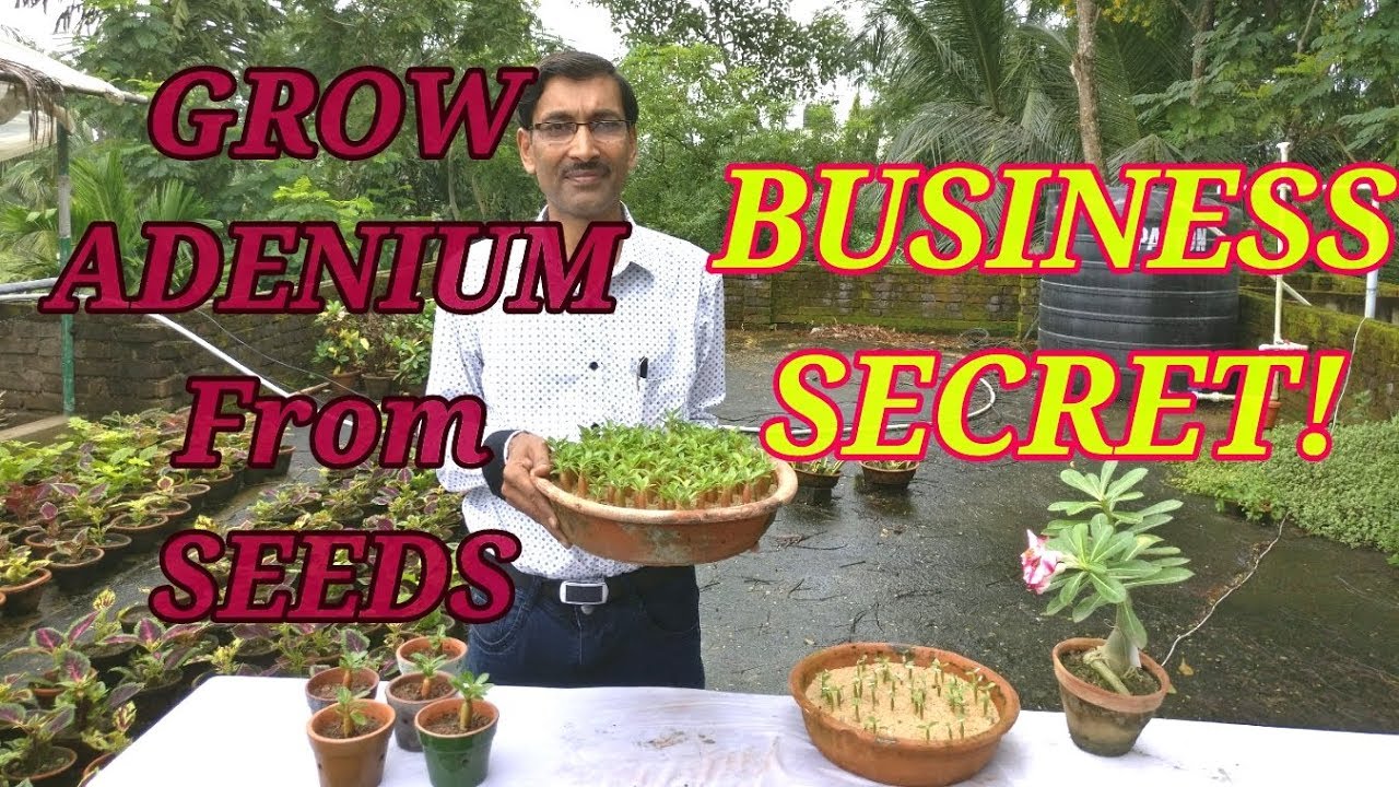 How to Grow Adenium from Seeds : The Business Secret Revealed.