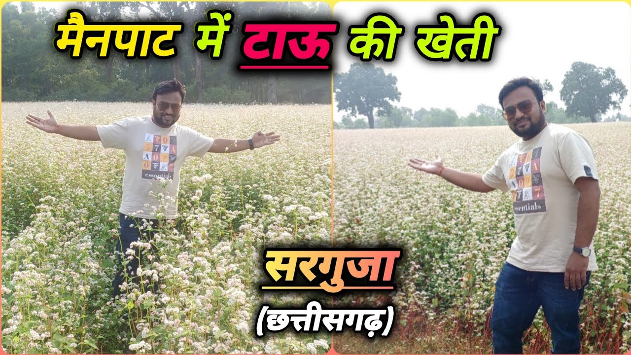 मैनपाट में होती है टाऊ की खेती तिब्बती कृषि तकनीक से।🌿🌾 #agriculture #krishi #mainpat #chhattisgarh