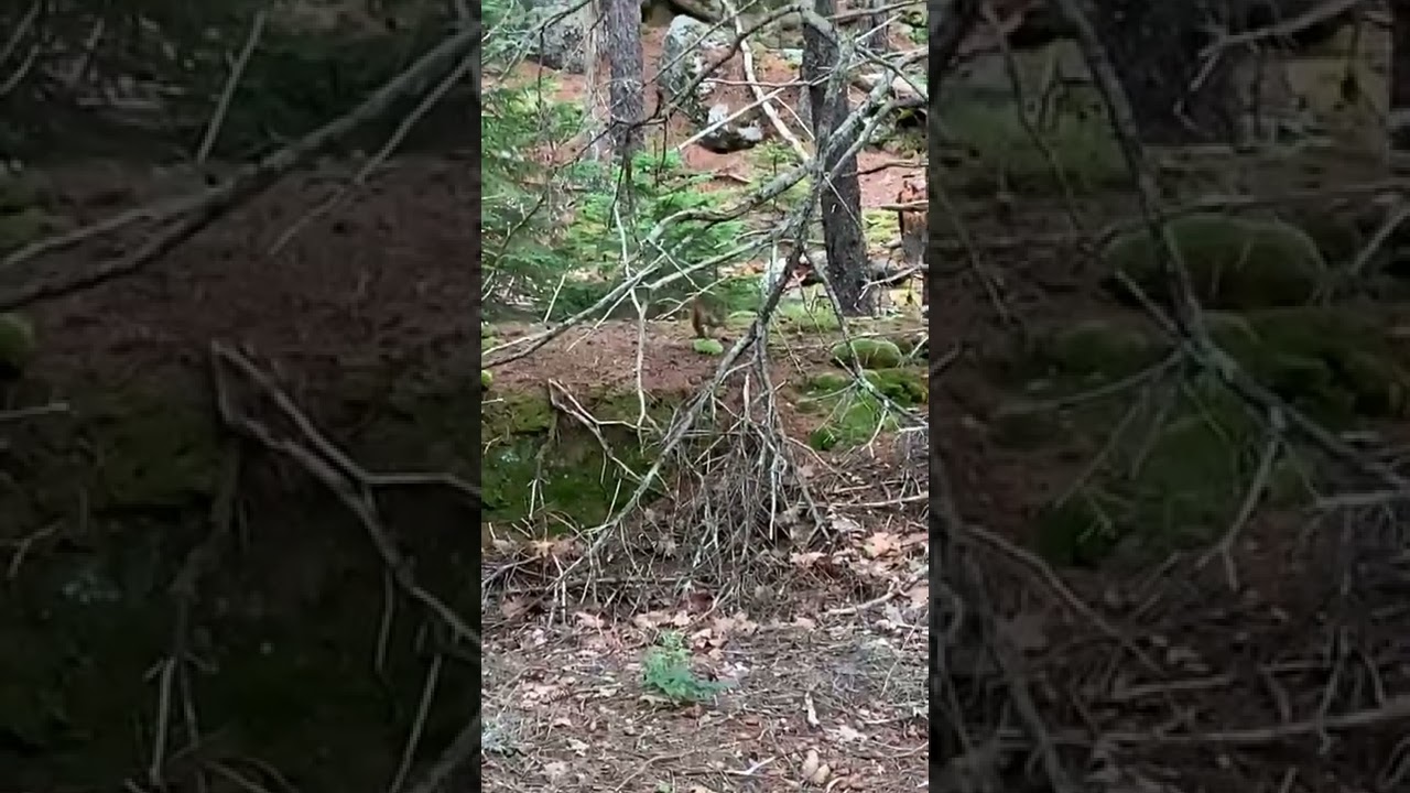 Red squirrel eating peanuts in Maine