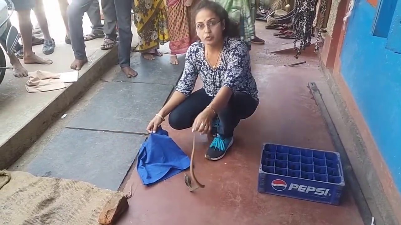 | दुकानाजवळ कशासाठी आले हे नागाचे पिल्लू | आजूबाजूला लक्ष असुद्यात | Nirzara Chitti |