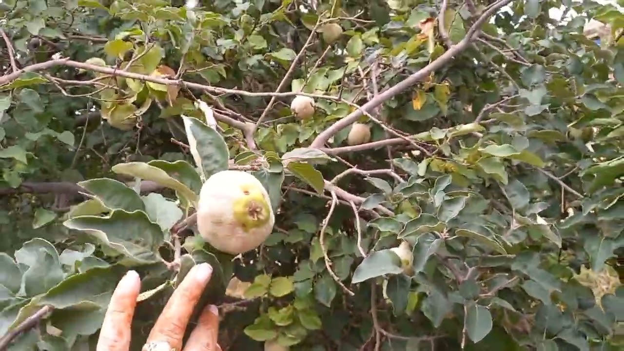 الطريق إلى تمحضيت مع الوليدة لزيارة وصلة الرحم لخوالي الطيبين