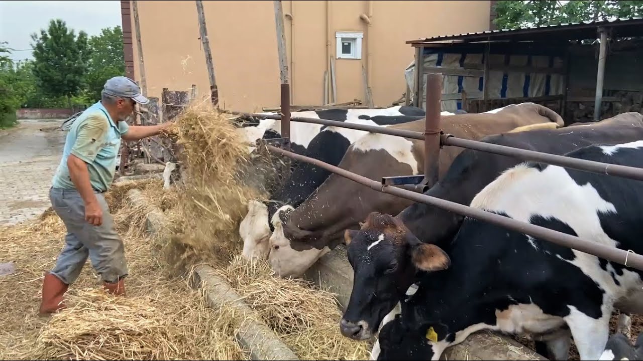 ÇİFTLİK İŞLERİ / GÜNLÜK İŞLER 39