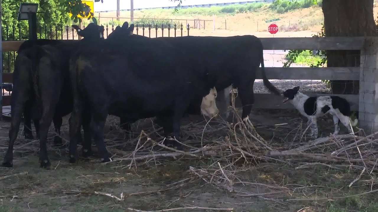 Loading cattle with Border Collies