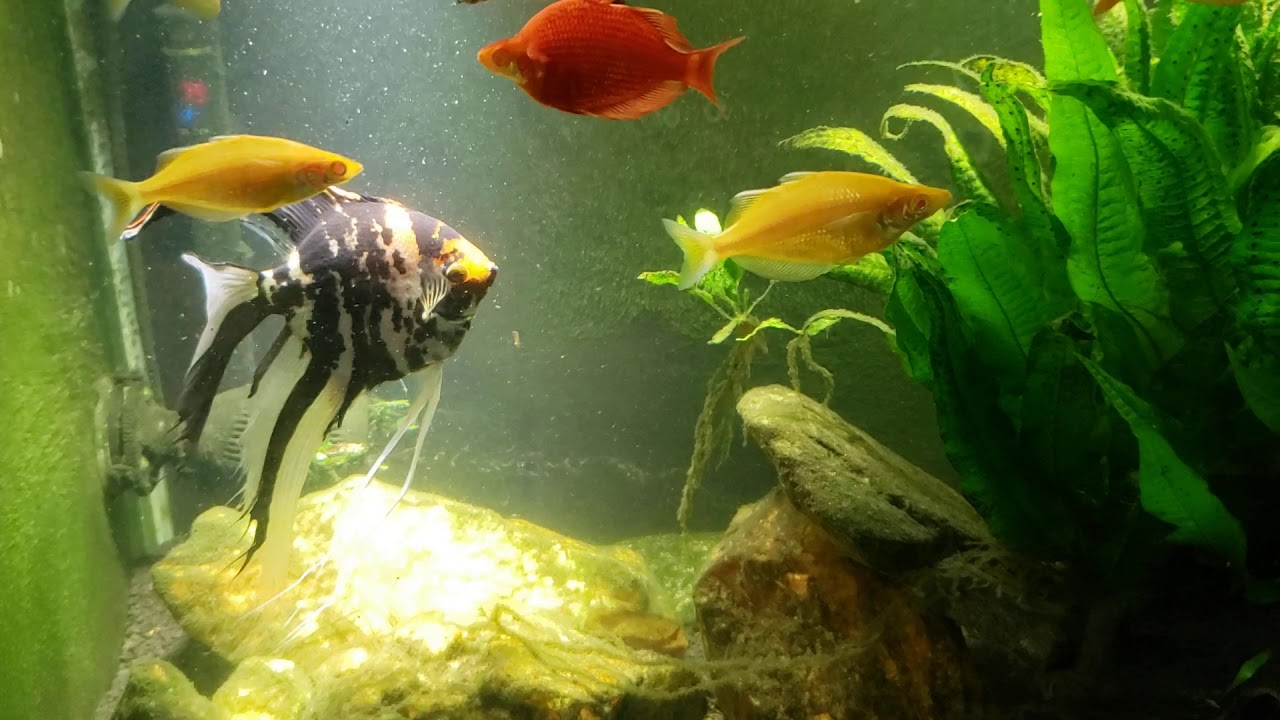 Dosage For Levamisole HCL In Aquaria (Goat Dewormer For Skinny Loaches)