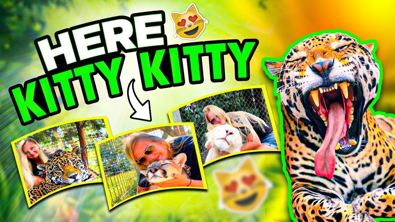 Cat Calling Big Cats?! HERE KITTY KITTY