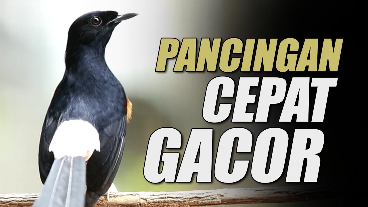 MURAI GACOR ‼️MATERI MEWAH GAYA KUDA HITAM SIAP PANCING EMOSI