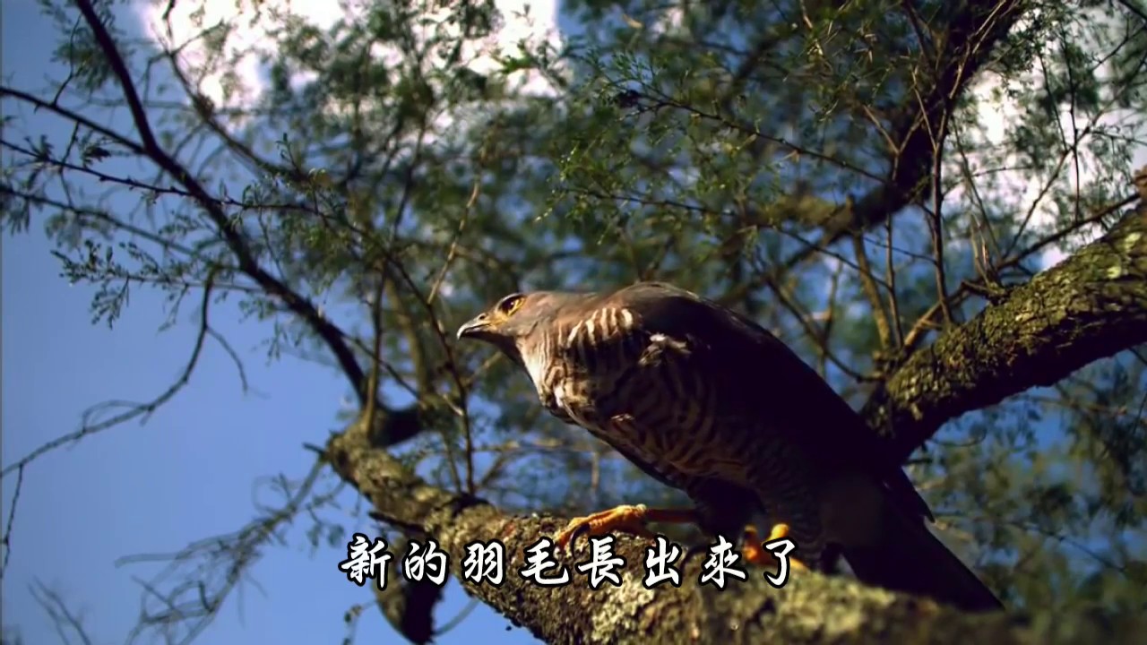 El Condor Pasa 重生雄鷹 (老鷹之歌)