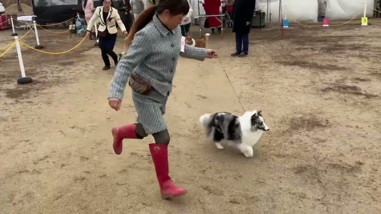 2026年2月11日　名古屋名東愛犬クラブ展