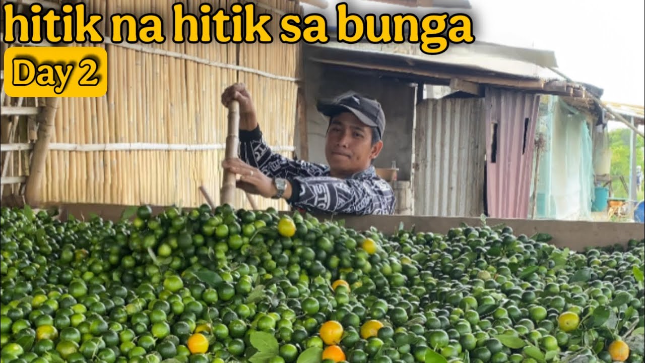 TUMAAS PRESYO TULOY ANG HARVEST NG KALAMANSI